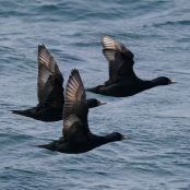 The creation of Europe’s largest environmental consultancy group