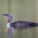 International workshop on red-throated divers, 24-25 November 2016, Hamburg – December 2016