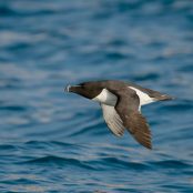 The HiDef ID Team 🐦🐬