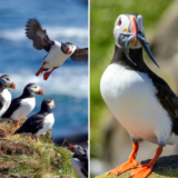 The HiDef Fieldwork Diaries: Cape Wrath 🐦🌊